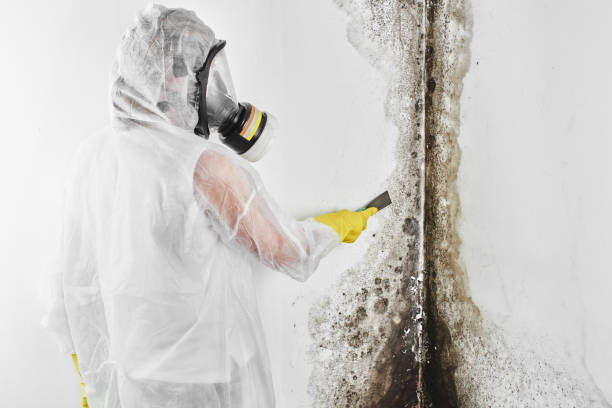 Best Industrial Mold Remediation in Church Point, LA