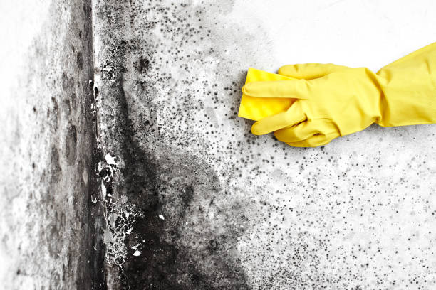 Best Bathroom Mold Remediation in Church Point, LA