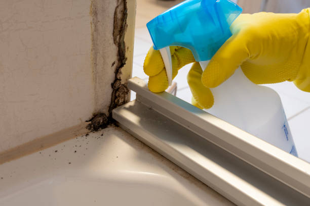 Best Post-Flood Mold Remediation in Church Point, LA