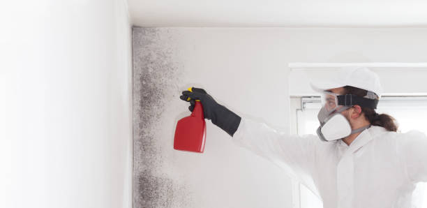 Professional Mold Remediation in Church Point, LA
