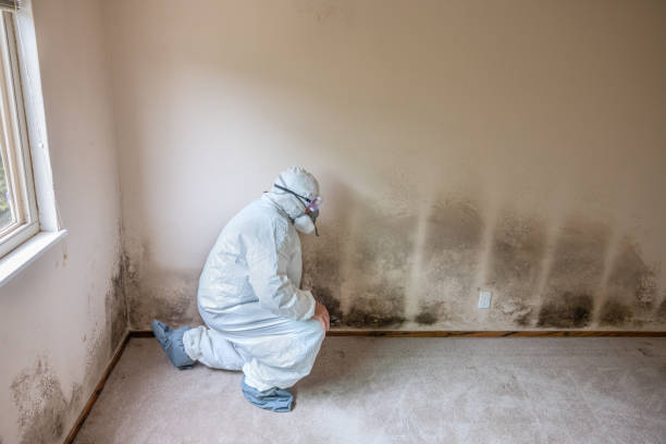 Best Mold Remediation for Specific Building Types in Church Point, LA