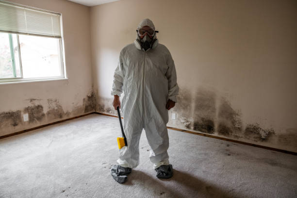 Best White Mold Remediation in Church Point, LA
